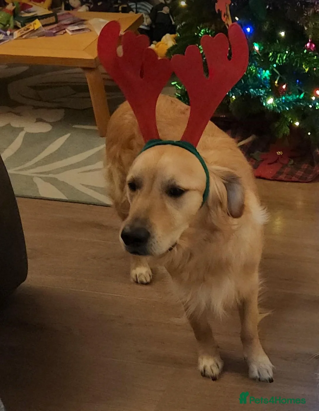 Golden Retriever dogs for sale: Golden Retriever, male, 4 years old - Advert 2