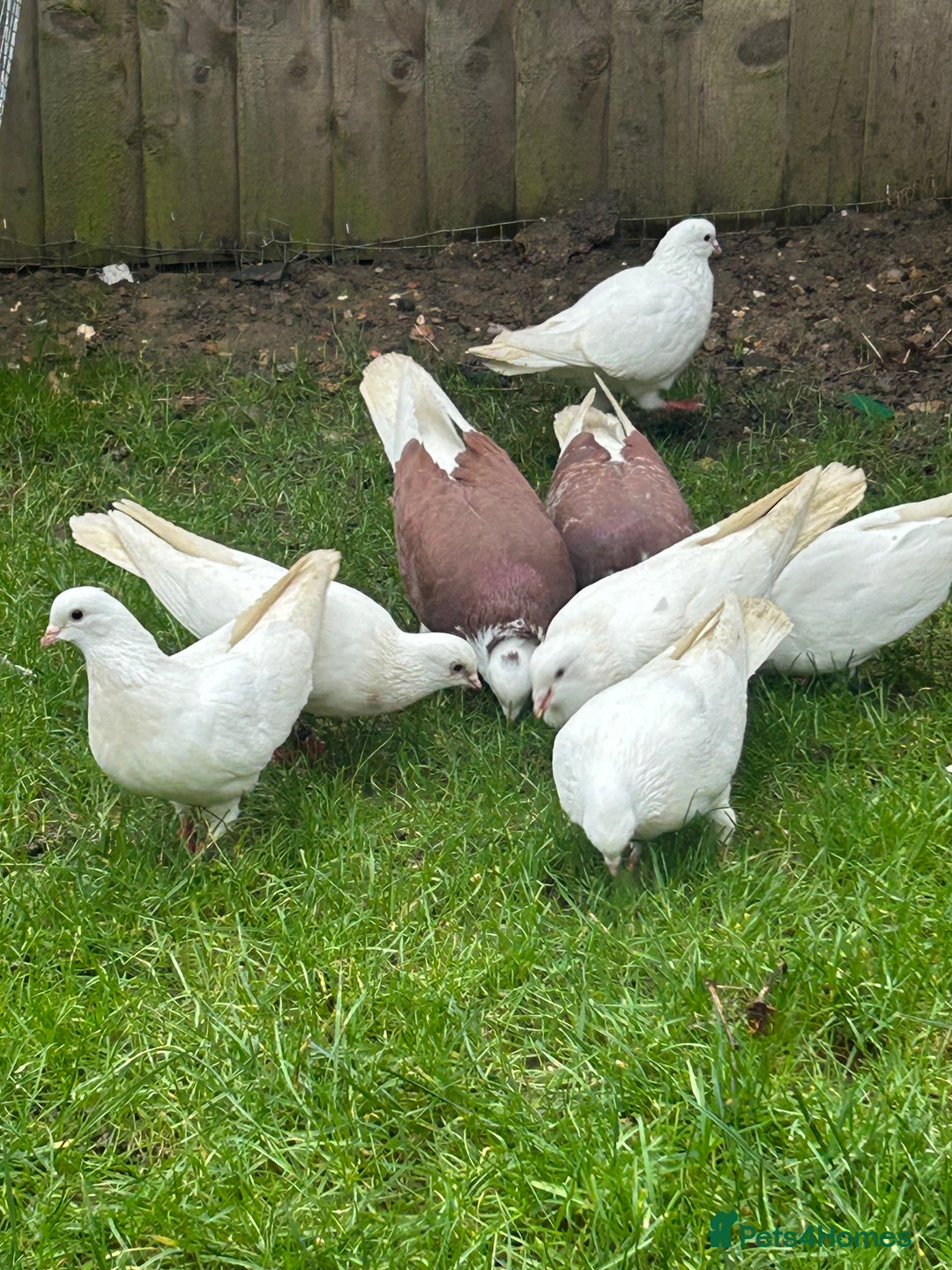 Pigeons birds for sale: Pigeons - Advert 8