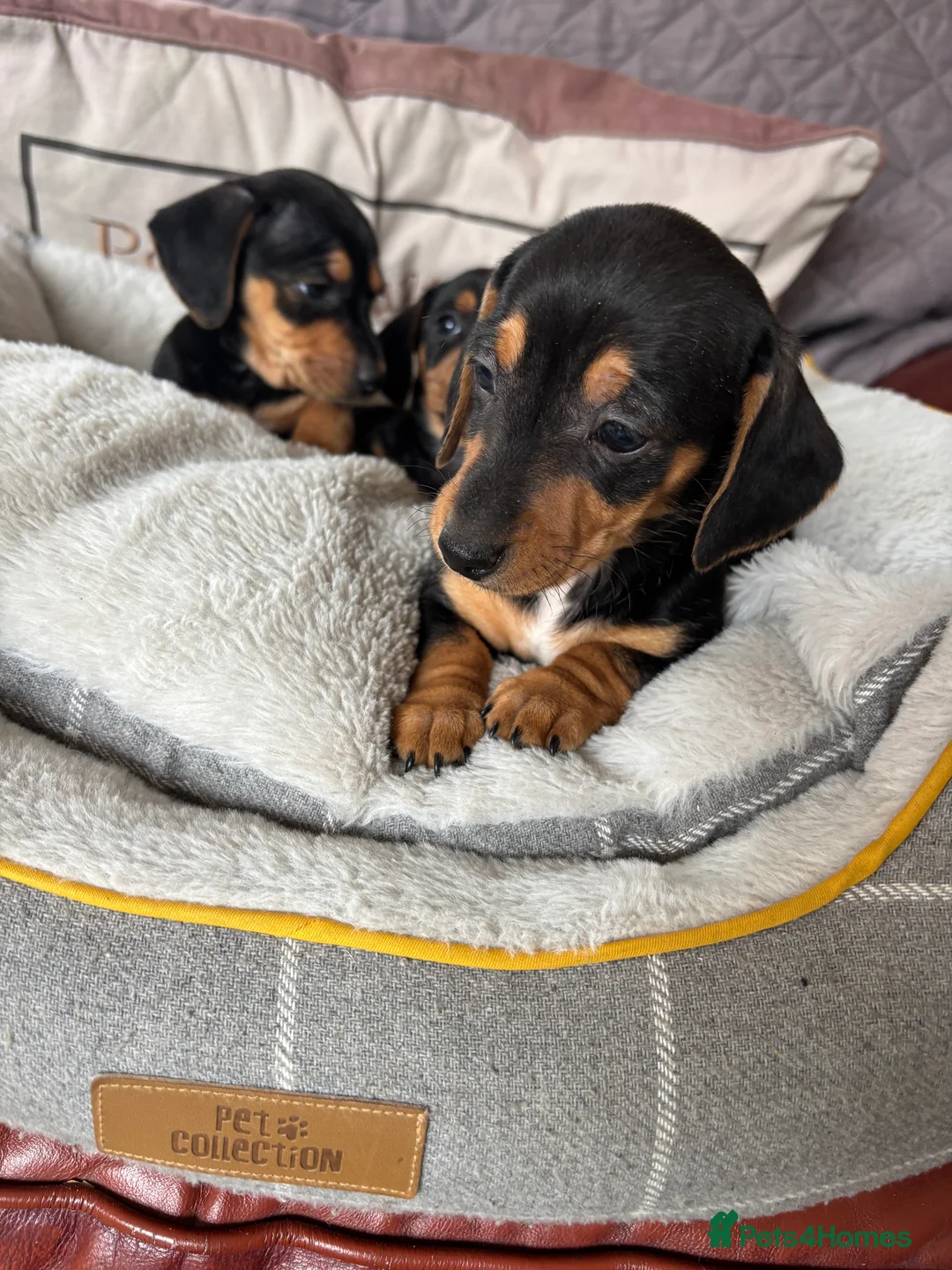 Jackshund dogs for sale: Jackrussel x dachshund puppies  - Advert 2