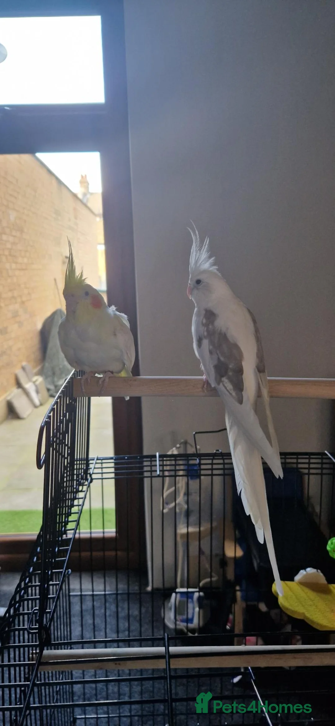 Cockatiels birds for sale: Two Beautiful Cockatiels Looking for a Loving Home - Advert 4