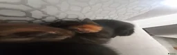 Mixed Breed cats for sale: 4 mixed breed kittens  in Peterlee - Advert 10