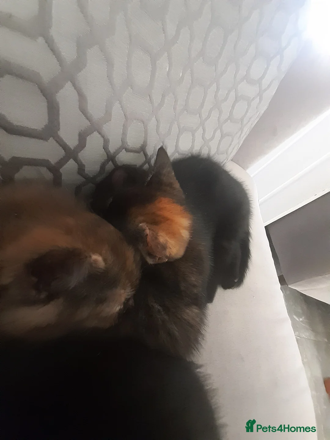 Mixed Breed cats for sale: 4 mixed breed kittens  in Peterlee - Advert 10