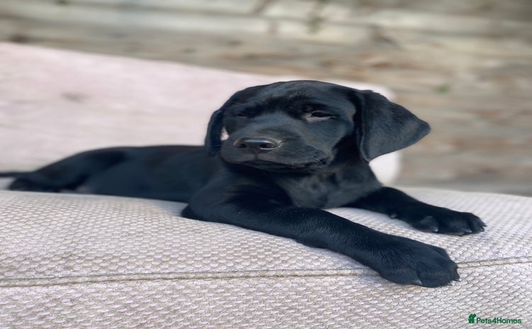 Labrador Retriever dogs - Advert 2