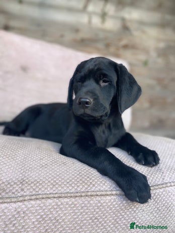 Labrador Retriever dogs - Advert 2