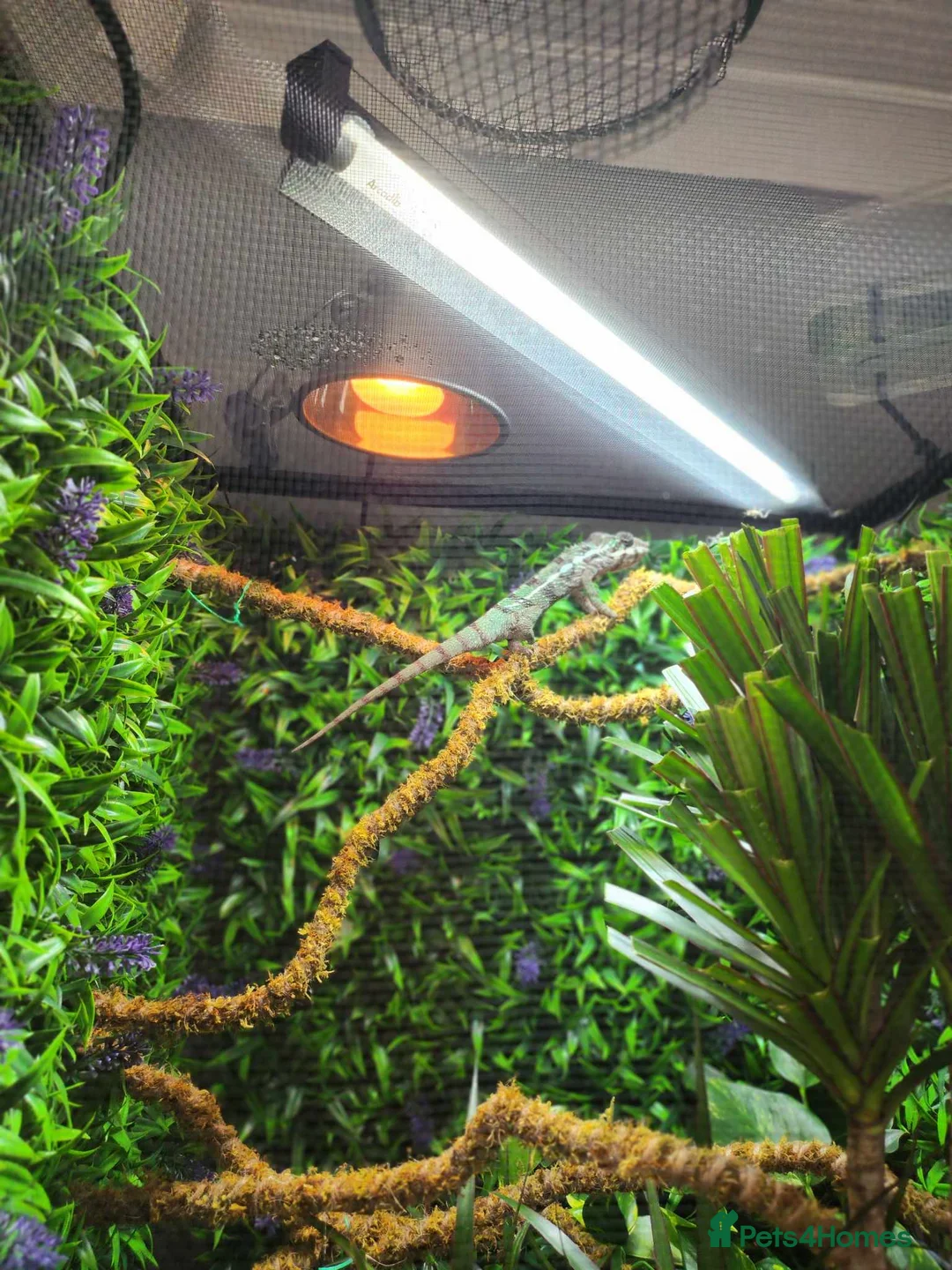 Chameleon reptiles for sale: Panther chameleon  - Advert 4