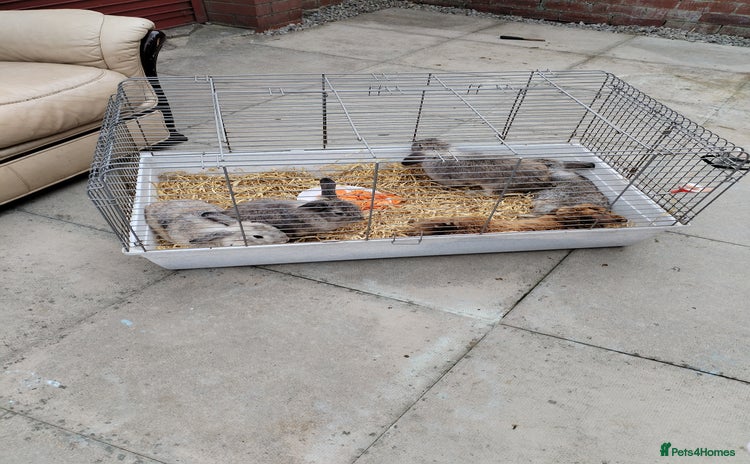 Netherland Dwarf rabbits - Advert 1