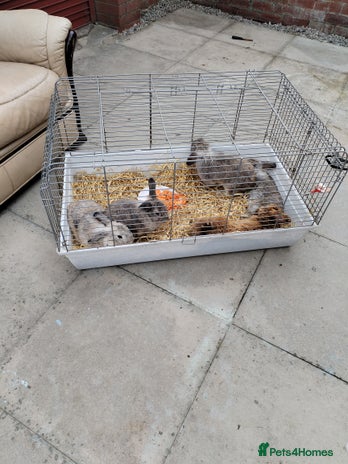 Netherland Dwarf rabbits - Advert 1