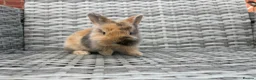 Mini Lion Lop rabbits for sale: Mini lion lops looking for there forever homes  - Advert 7