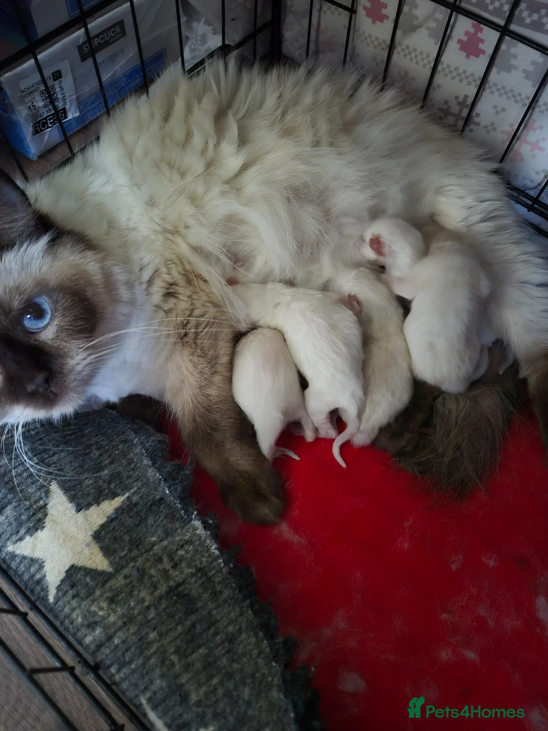 Ragdoll cats for sale: Chocolate point and blue point ragdoll kittens - Advert 4