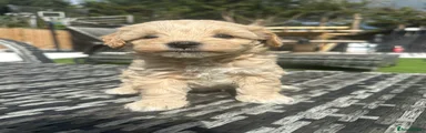 Maltipoo 3