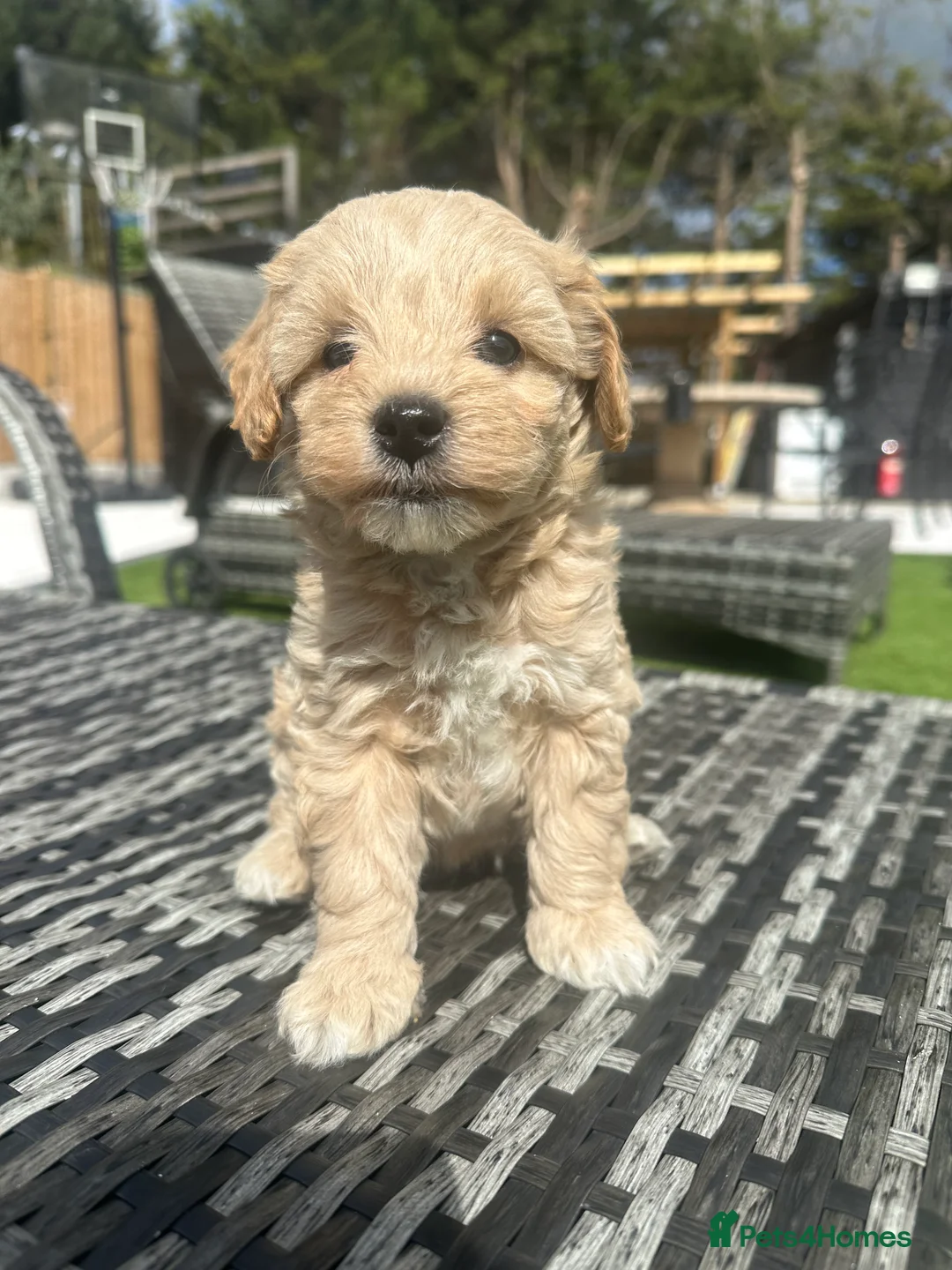 Maltipoo dogs for sale: ✨👑MALTIPOO PUPPIES 👑✨PARENTS KC✨HEALTH TESTED ✨ - Advert 6