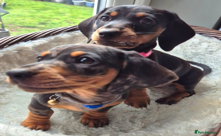 Miniature Dachshund dogs - Advert 7