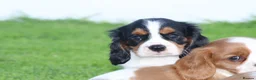 Cavalier King Charles Spaniel dogs for sale: Beautiful Cavalier King Charles Spaniel puppies - Advert 12