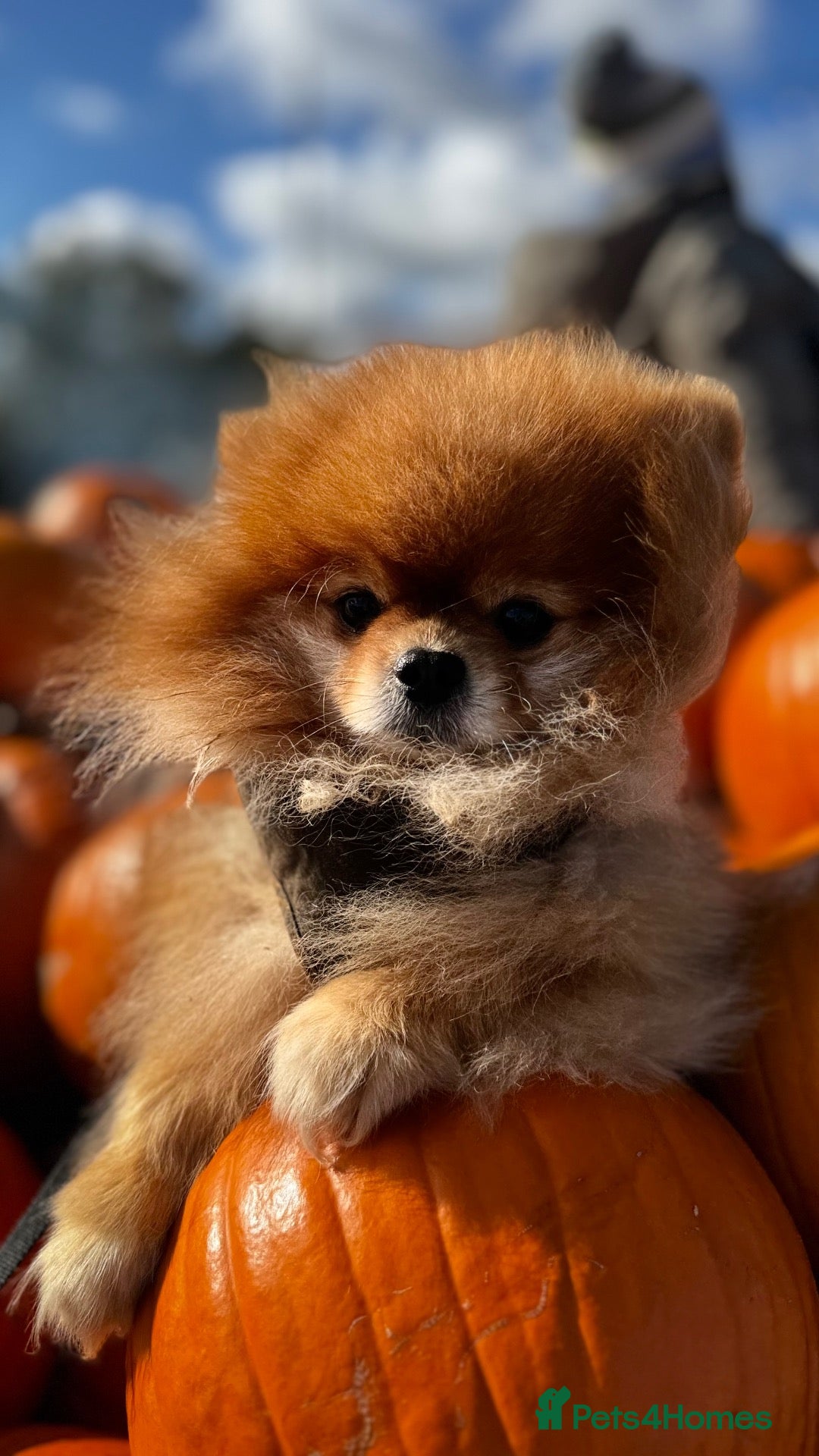 Pomeranian dogs Pomeranian stud - Advert 16