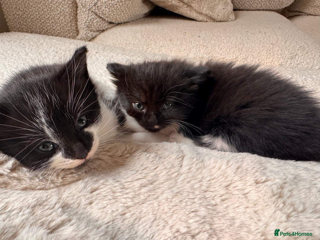 Mixed Breed cats for sale: Two beautiful kittens 🐈‍⬛ - Image 3