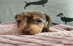 Miniature Dachshund dogs for sale: Talented dapple mini sausages for sale - Image 3