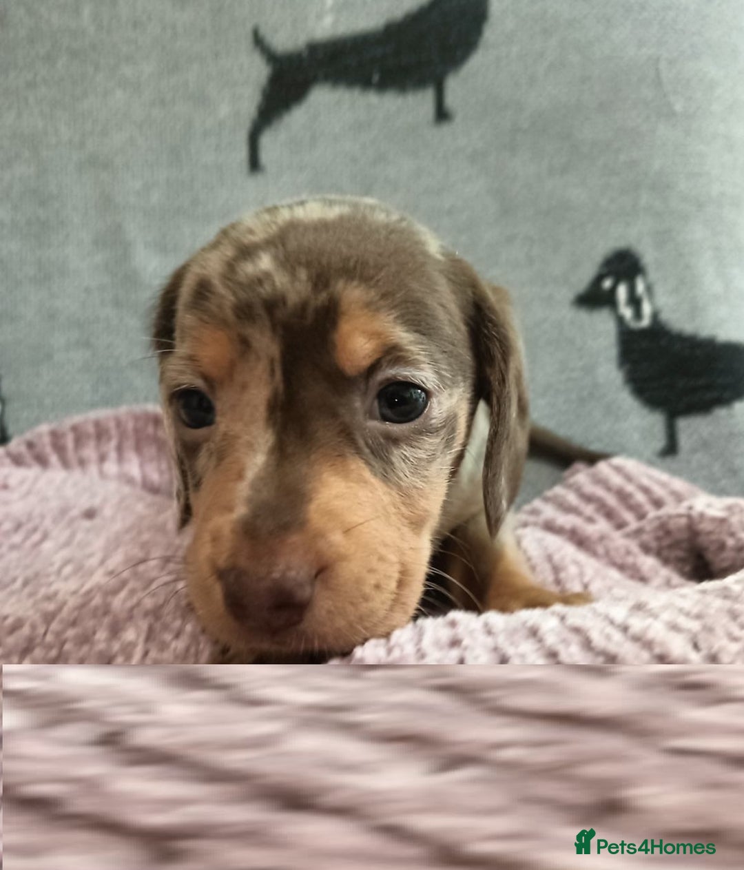 Miniature Dachshund dogs for sale: Talented dapple mini sausages for sale - Image 3