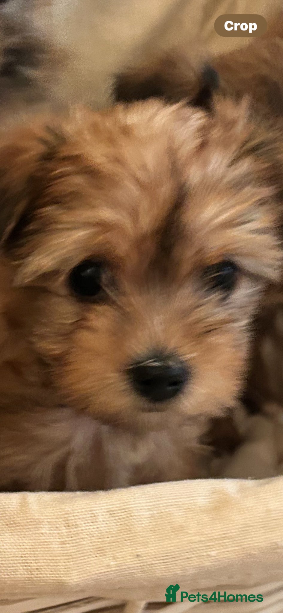 Morkie dogs Teeny tiny morkie teddy bears - Advert 2