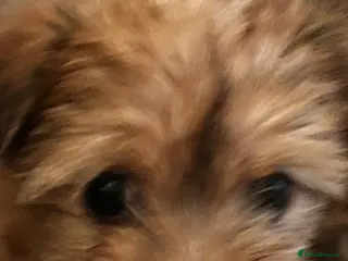 Morkie dogs Teeny tiny morkie teddy bears - Advert 2