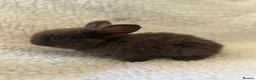 Mini Lop rabbits for sale: Outstanding litter of mini lop babies  - Advert 14