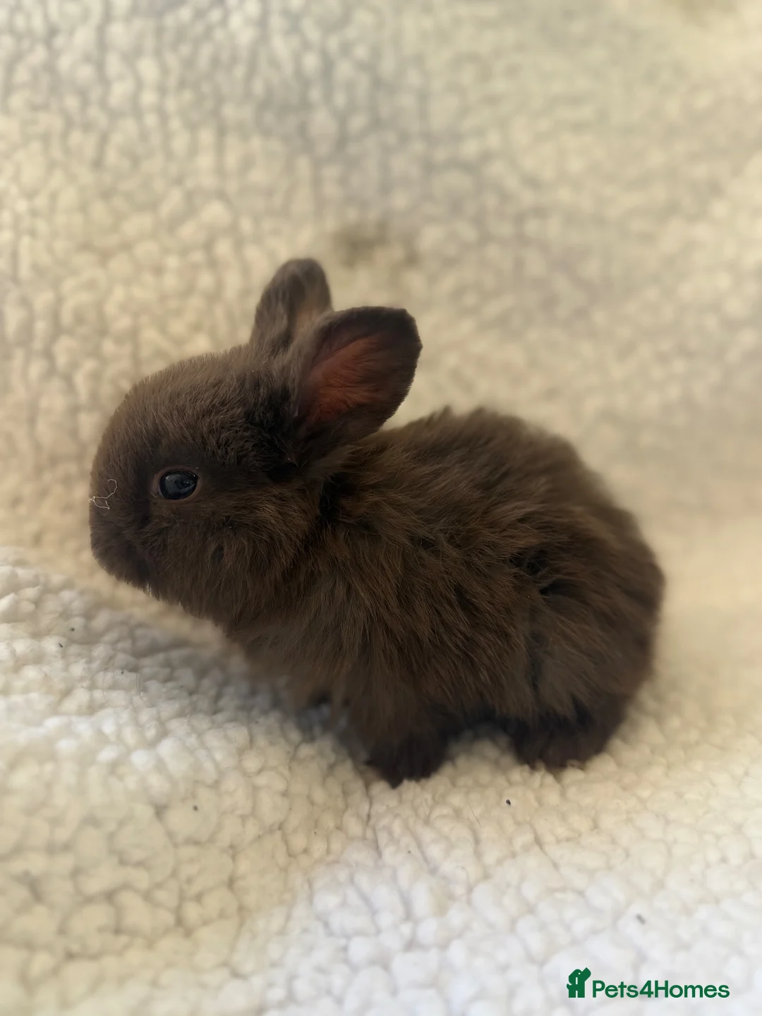 Mini Lop rabbits for sale: Outstanding litter of mini lop babies  - Advert 14