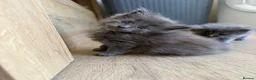 Maine Coon cats for sale: Maine Coon kittens  - Advert 32