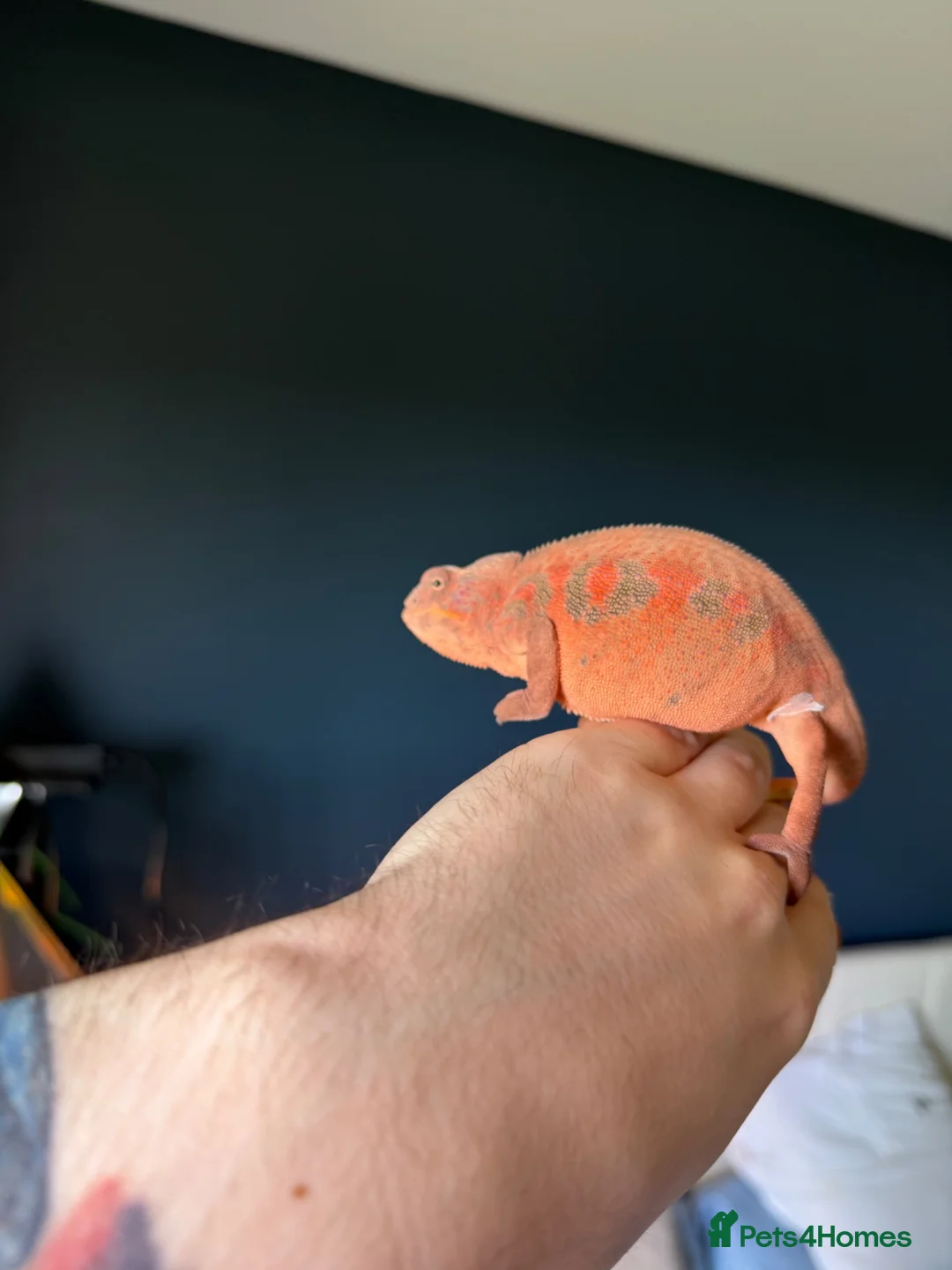 Chameleon reptiles for sale: 11 Month old Panther Chameleon FEMALE in Dundee - Advert 2