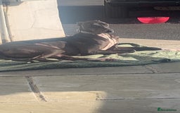 Mixed Breed dogs for sale: Greyhound Toby  - Image 4