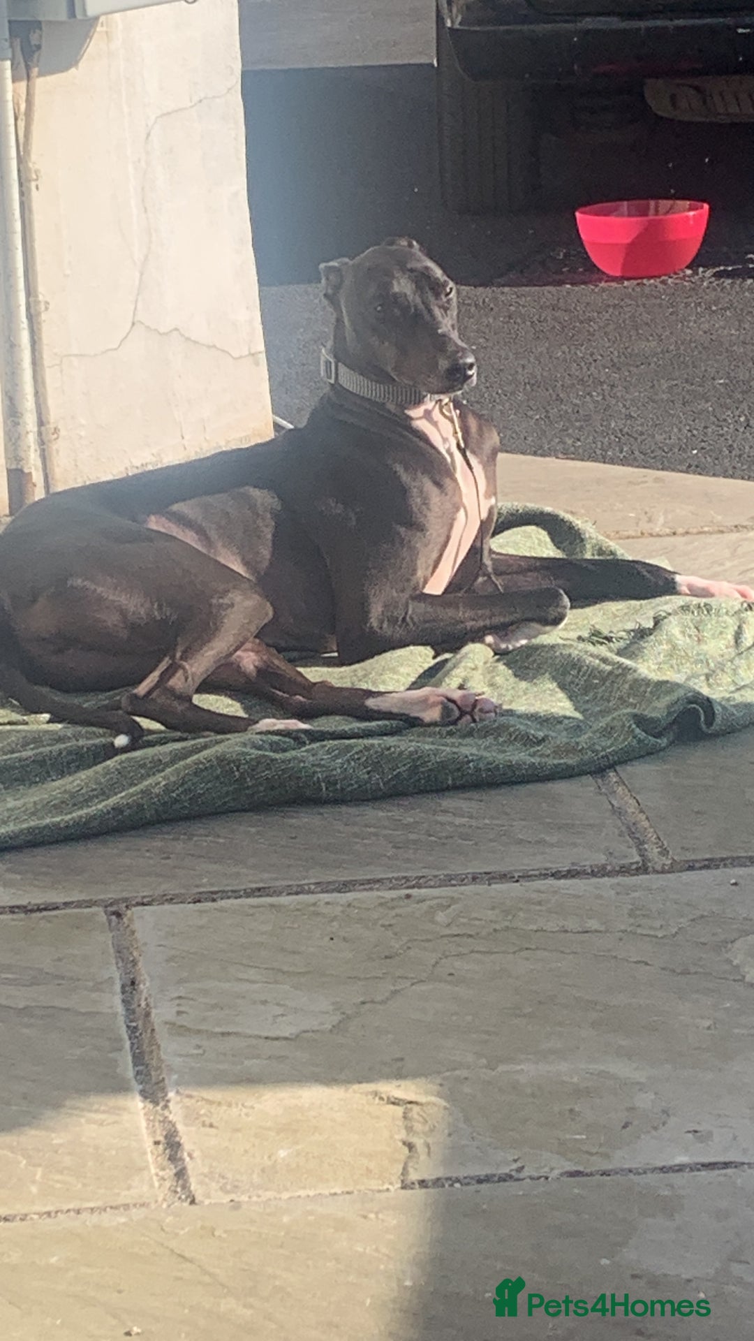Mixed Breed dogs for sale: Greyhound Toby  - Image 4