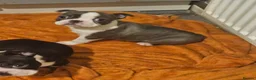 Boston Terrier dogs for sale: Stunning boston terrier puppies  - Advert 4