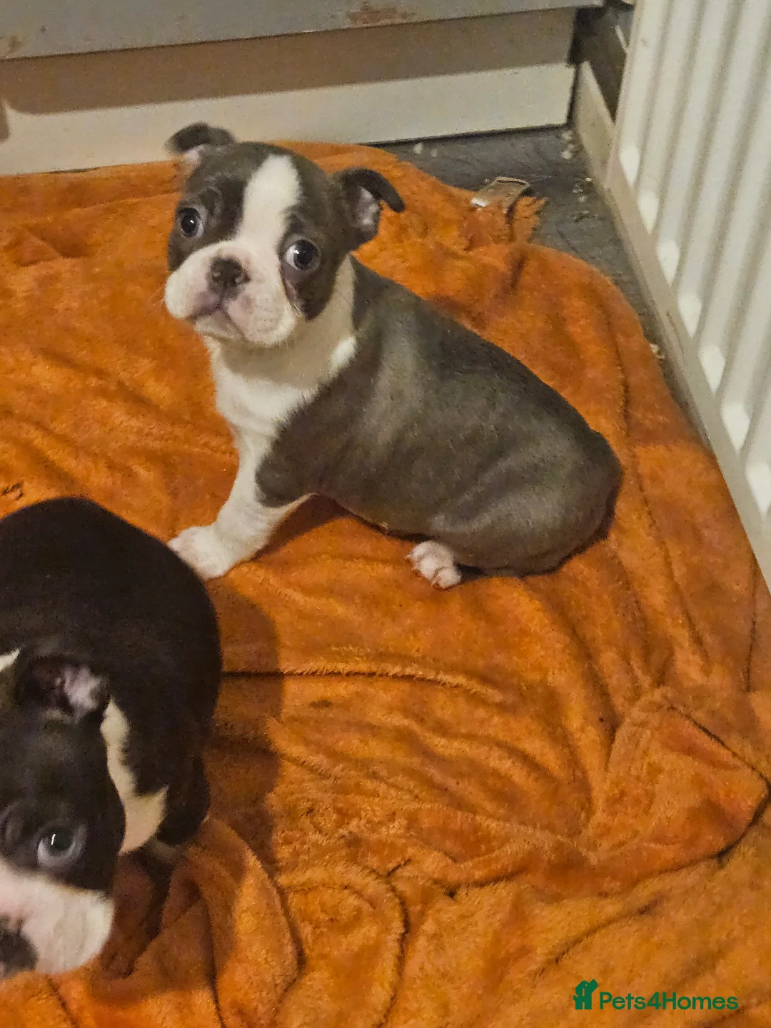Boston Terrier dogs for sale: Stunning boston terrier puppies  - Advert 4
