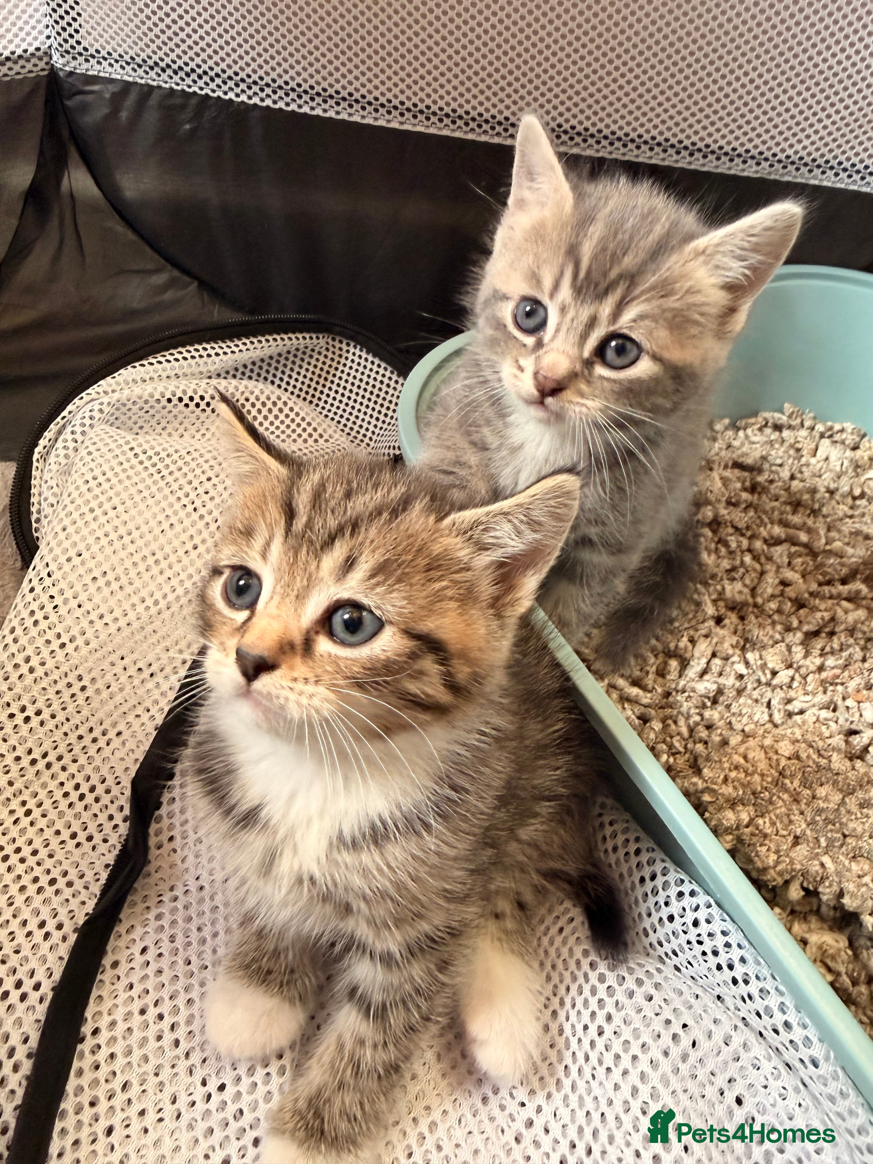 Mixed Breed cats British shorthair x Bengal kittens available  in Stoke-on-Trent - Advert 3