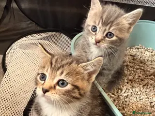 Mixed Breed cats British shorthair x Bengal kittens available in Stoke-on-Trent - Advert 2