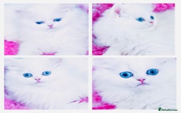 Persian cats for sale: Pure White Persian Girls BLUE EYES & full hearing - Image 5