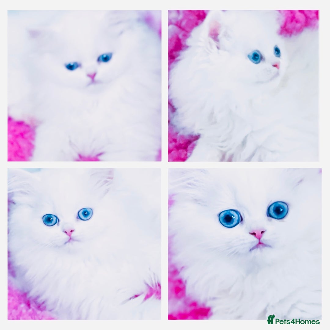 Persian cats for sale: Pure White Persian Girls BLUE EYES & full hearing - Image 5