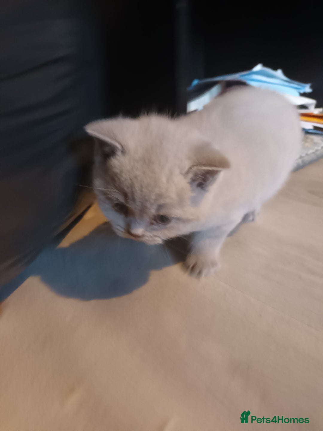 British Shorthair cats for sale: ONLY ONE FEMALE BRITISH SHORTHAIR LEFT - Advert 4