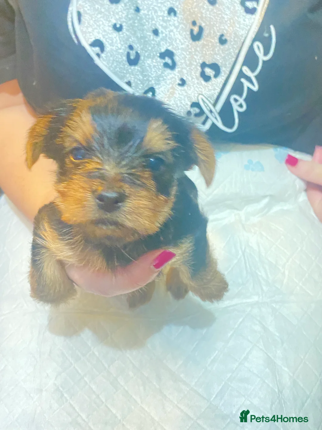 Yorkshire Terrier dogs for sale: 4 Stunning Minature Yorkshire terriers for sale  - Advert 3