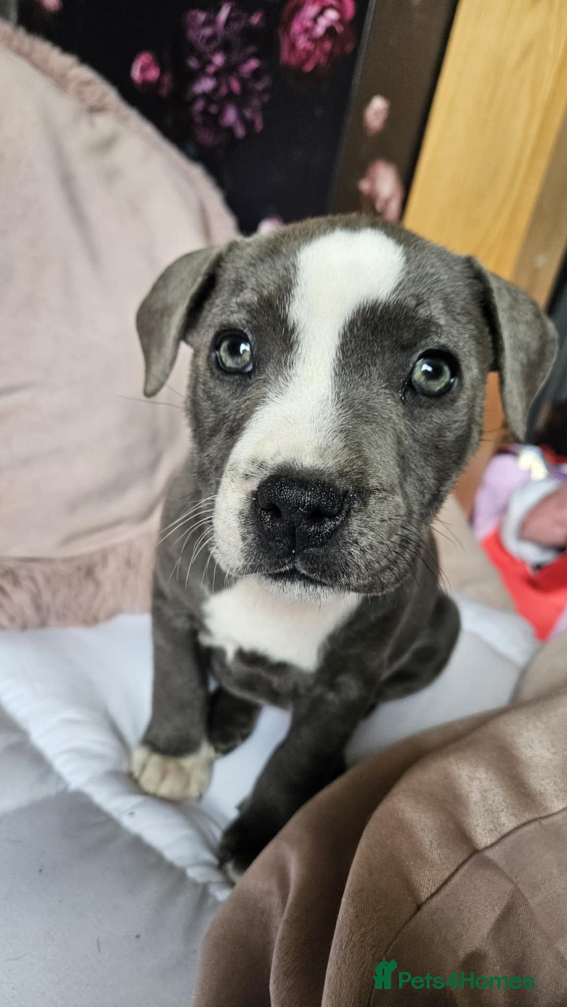 Staffordshire Bull Terrier dogs Blue staffy pups. Blue bronsen bloodline - Advert 7