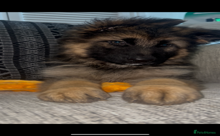 German Shepherd dogs - Advert 4