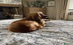 Cocker Spaniel dogs for sale: Lovely natured spaniel puppies - Image 12