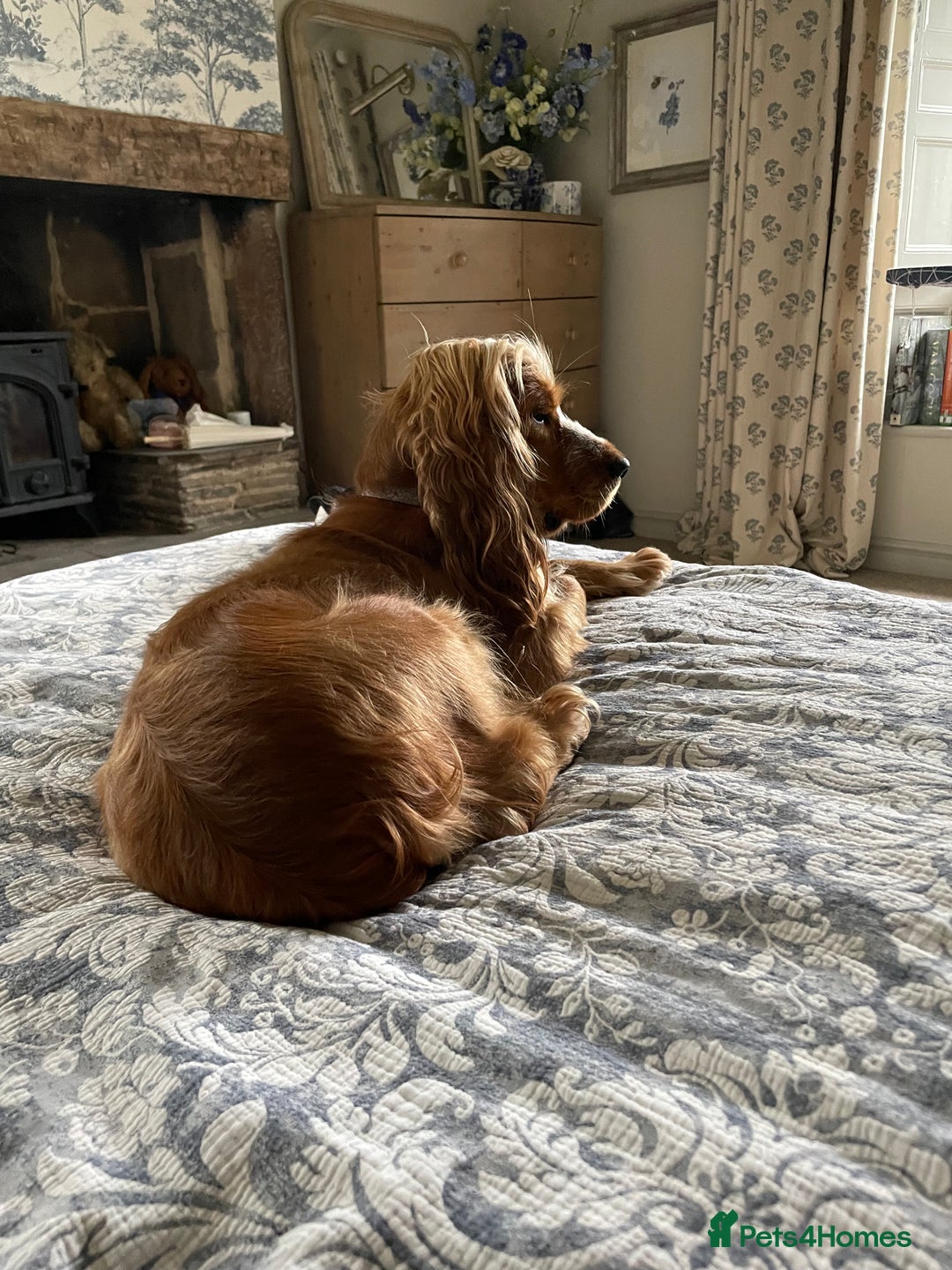 Cocker Spaniel dogs for sale: Lovely natured spaniel puppies - Image 12