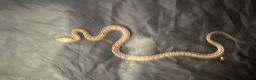 Corn Snake reptiles for sale: Corn snake and mourning gecko with full setups - Advert 9