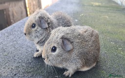 Guinea Pig rodents for sale: Male guinea pigs - Image 12