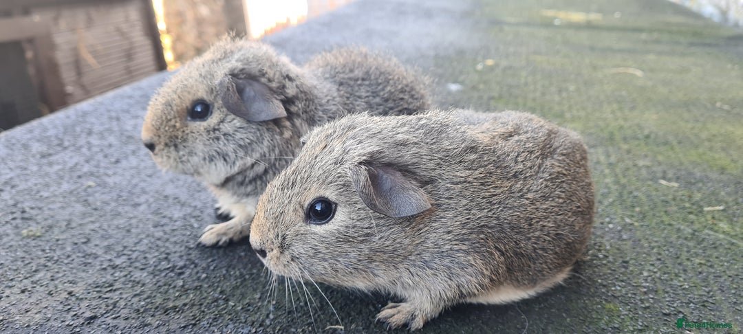 Guinea Pig rodents for sale: Male guinea pigs - Image 12