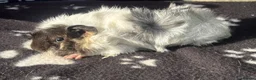 Guinea Pig rodents for sale: Beautiful female guinea pigs  in Chippenham - Advert 7