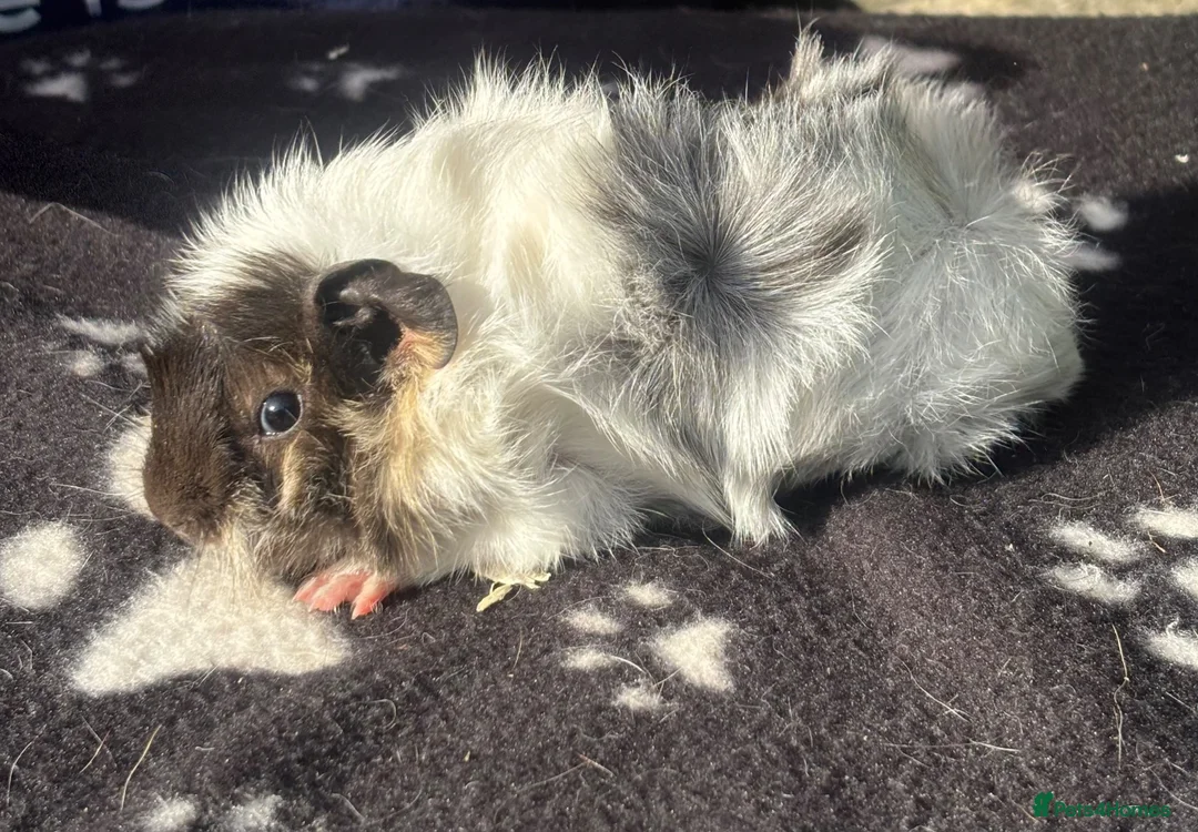 Guinea Pig rodents for sale: Beautiful female guinea pigs  in Chippenham - Advert 7