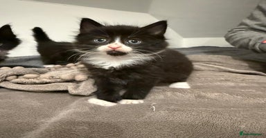 British Longhair cats - Advert 3