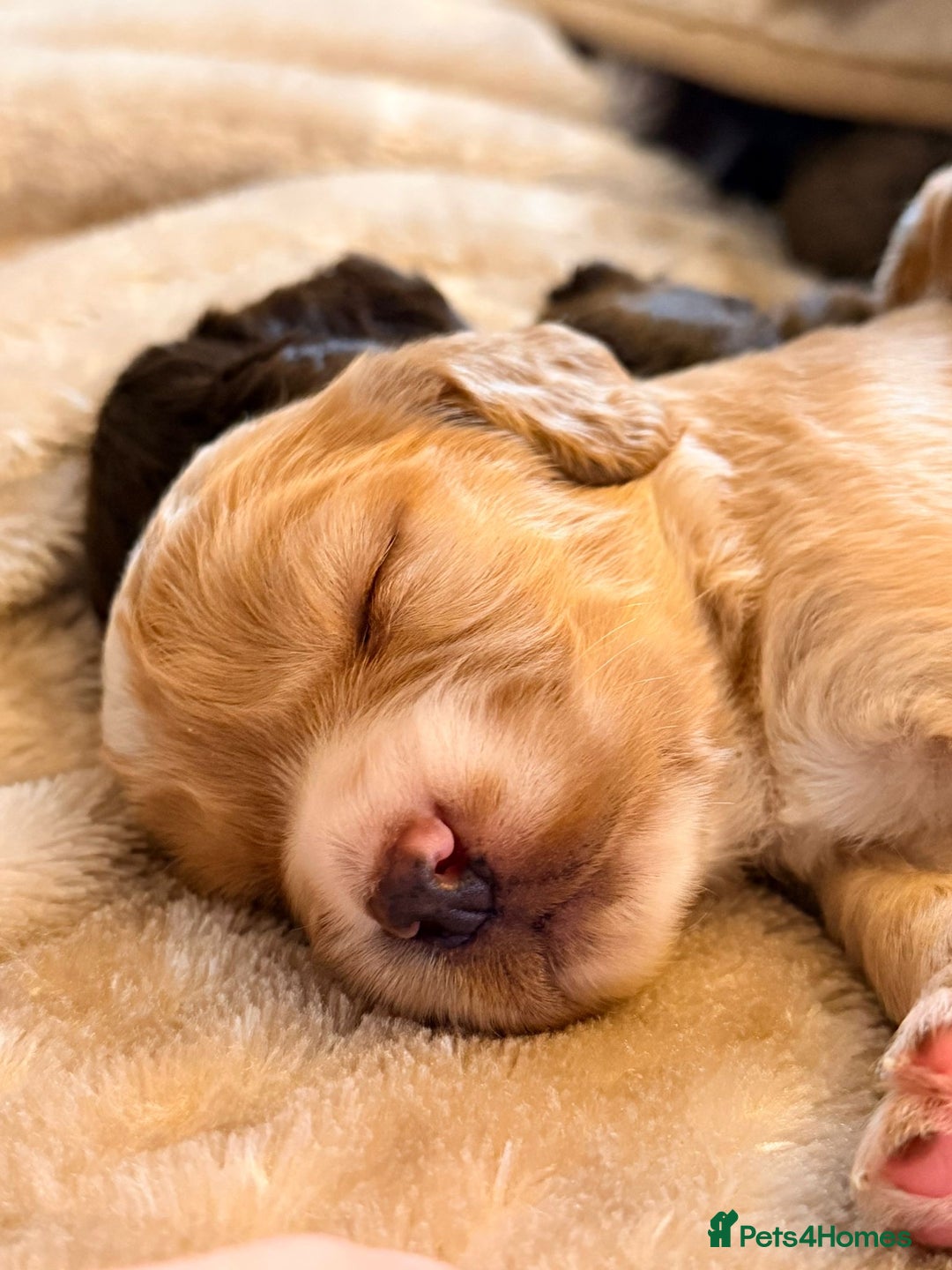 Cocker Spaniel dogs for sale: Gorgeous litter of working cocker spaniel puppies - Advert 8