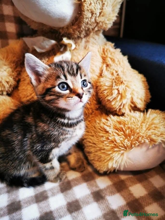 Mixed Breed cats Kittens:) - Advert 1