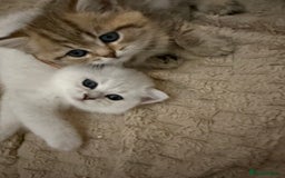 British Shorthair cats for sale: GCCF 🏆 British shorthair kitten🏆 - Image 13